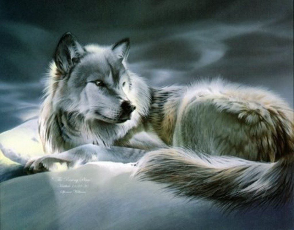 Волчица лежит