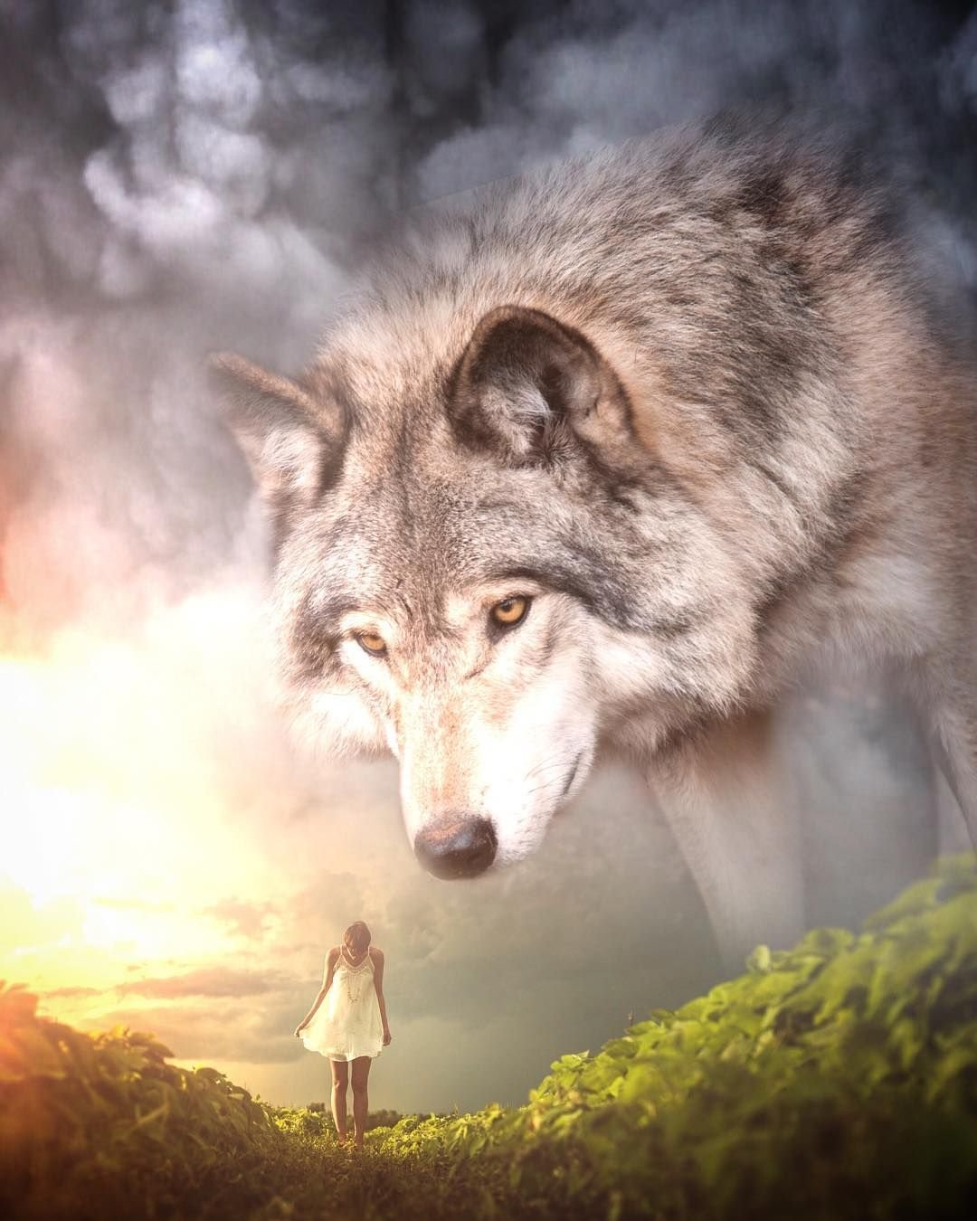 Волк одиночка