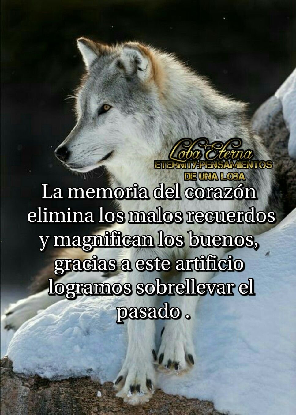 Гифки девушка и волк