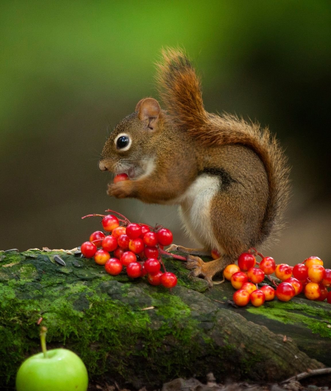 Белка кушает