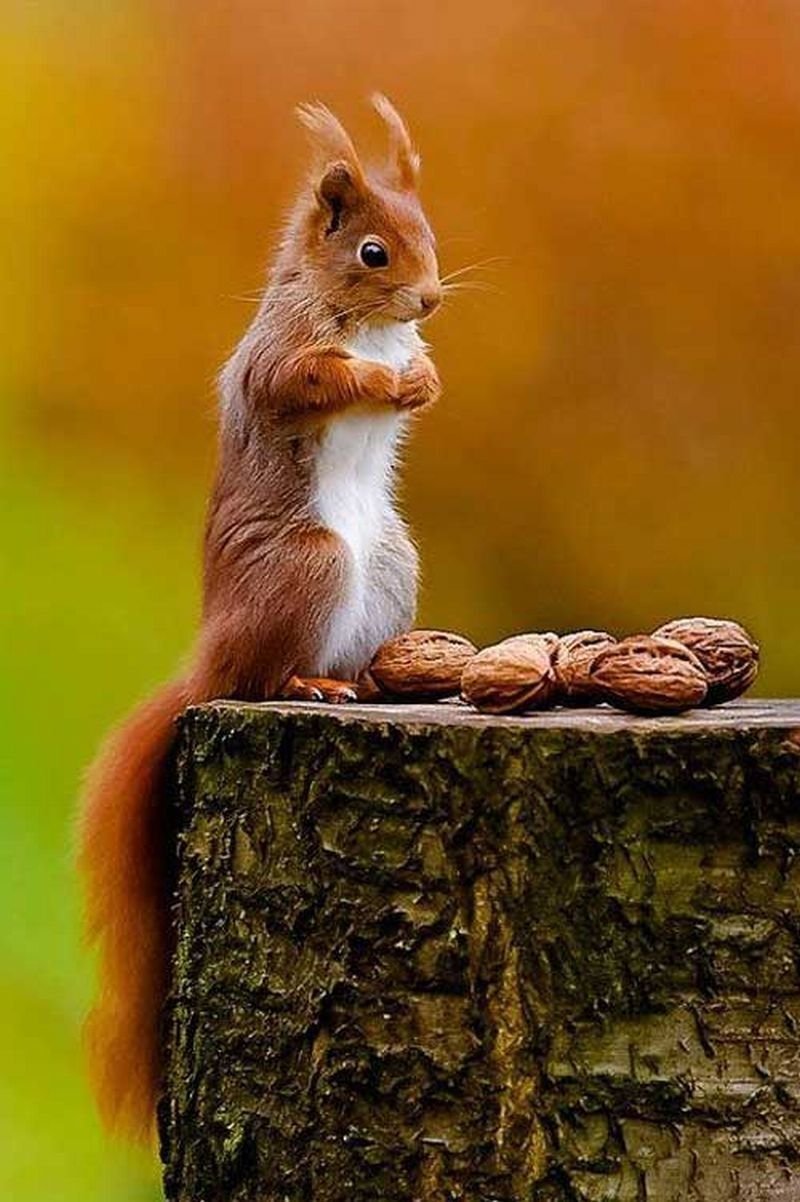 Орехи на елке