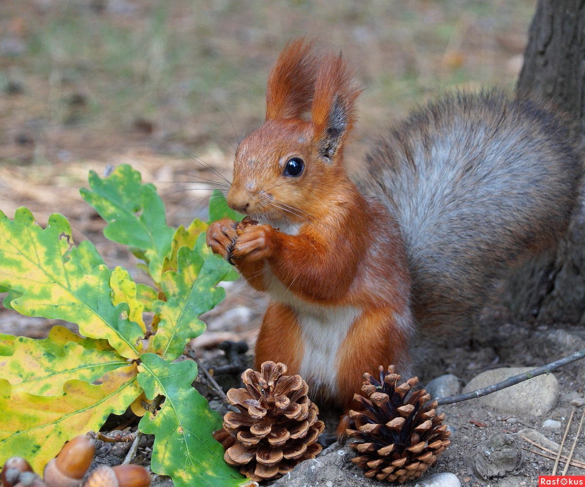 Осень белка