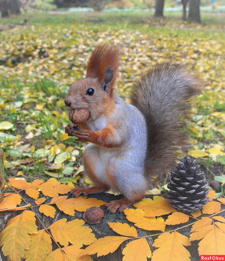 Белка осенью