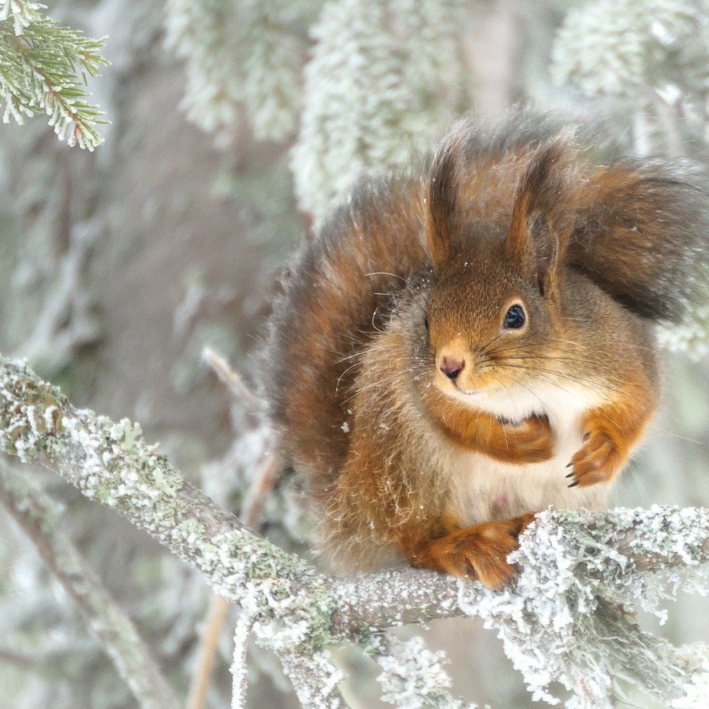 Белочка зимой