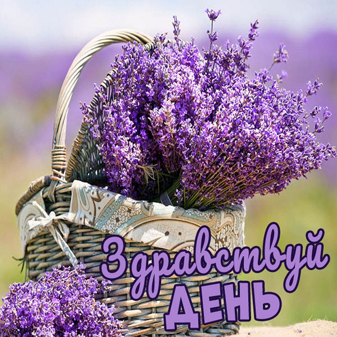 Лаванда в корзинке