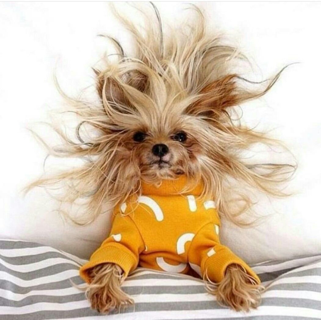 Доброе утро с собачками