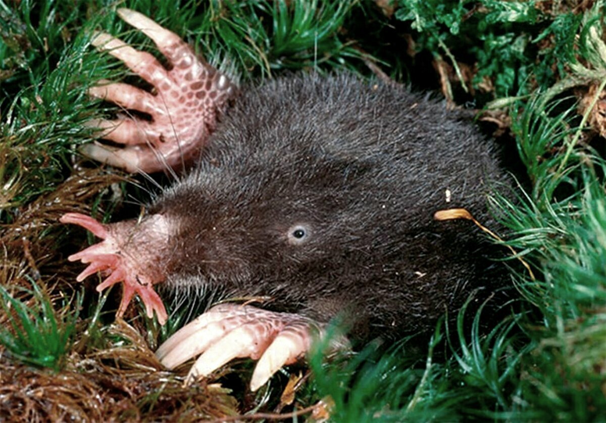 Насекомоядные Крот