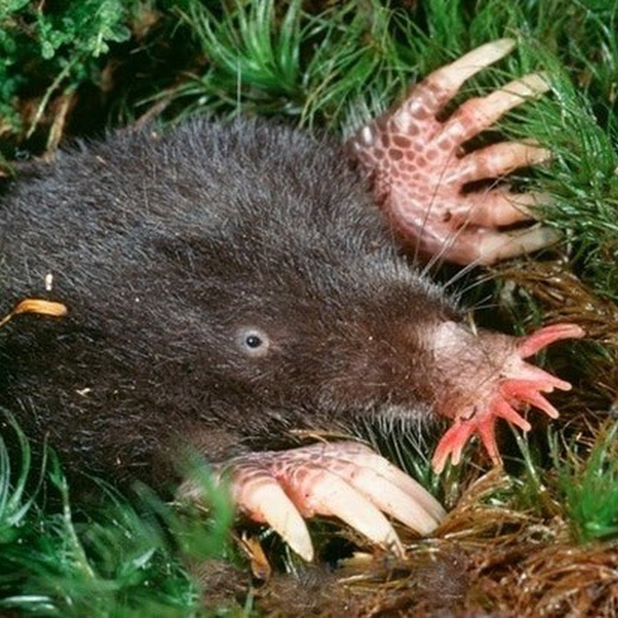 Крот в шоке