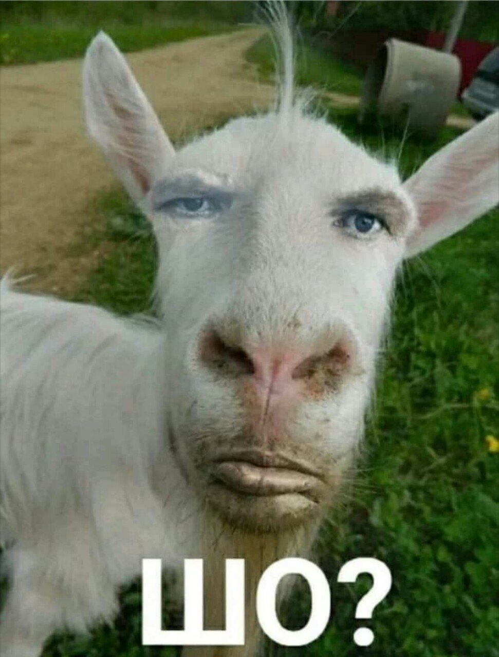 Кудрявый козел