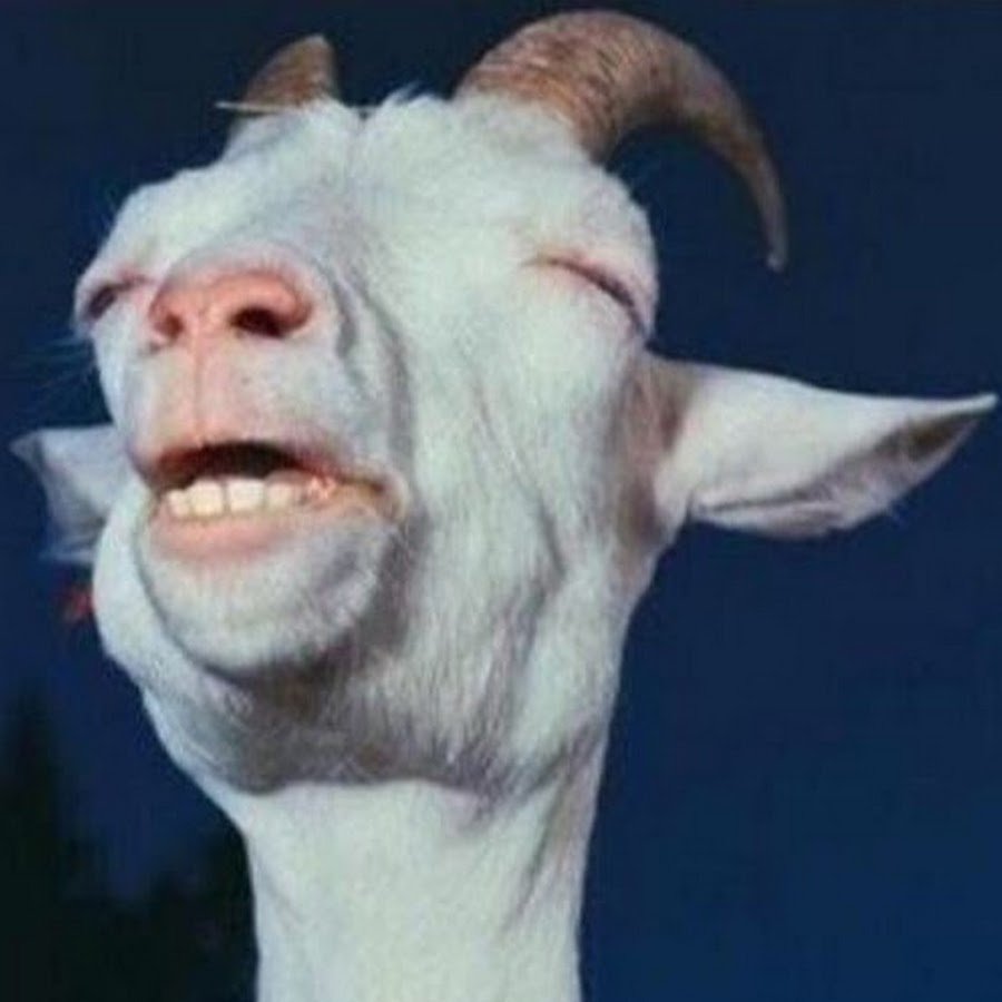 Смешные козлы