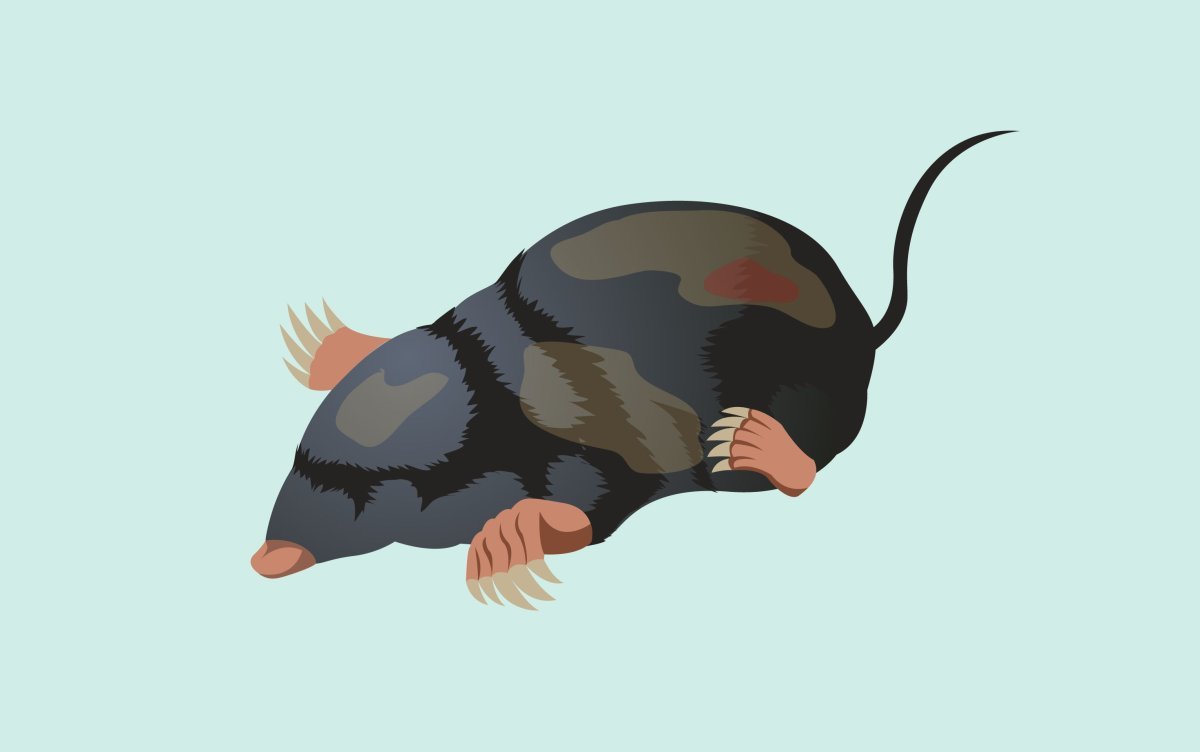 Крот землеройка слепыш