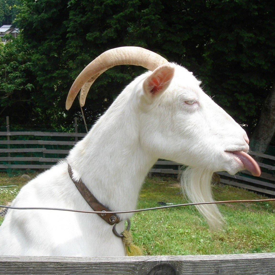 Голова козы сатанинский знак