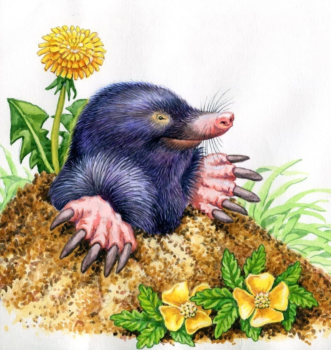 Крот для детей