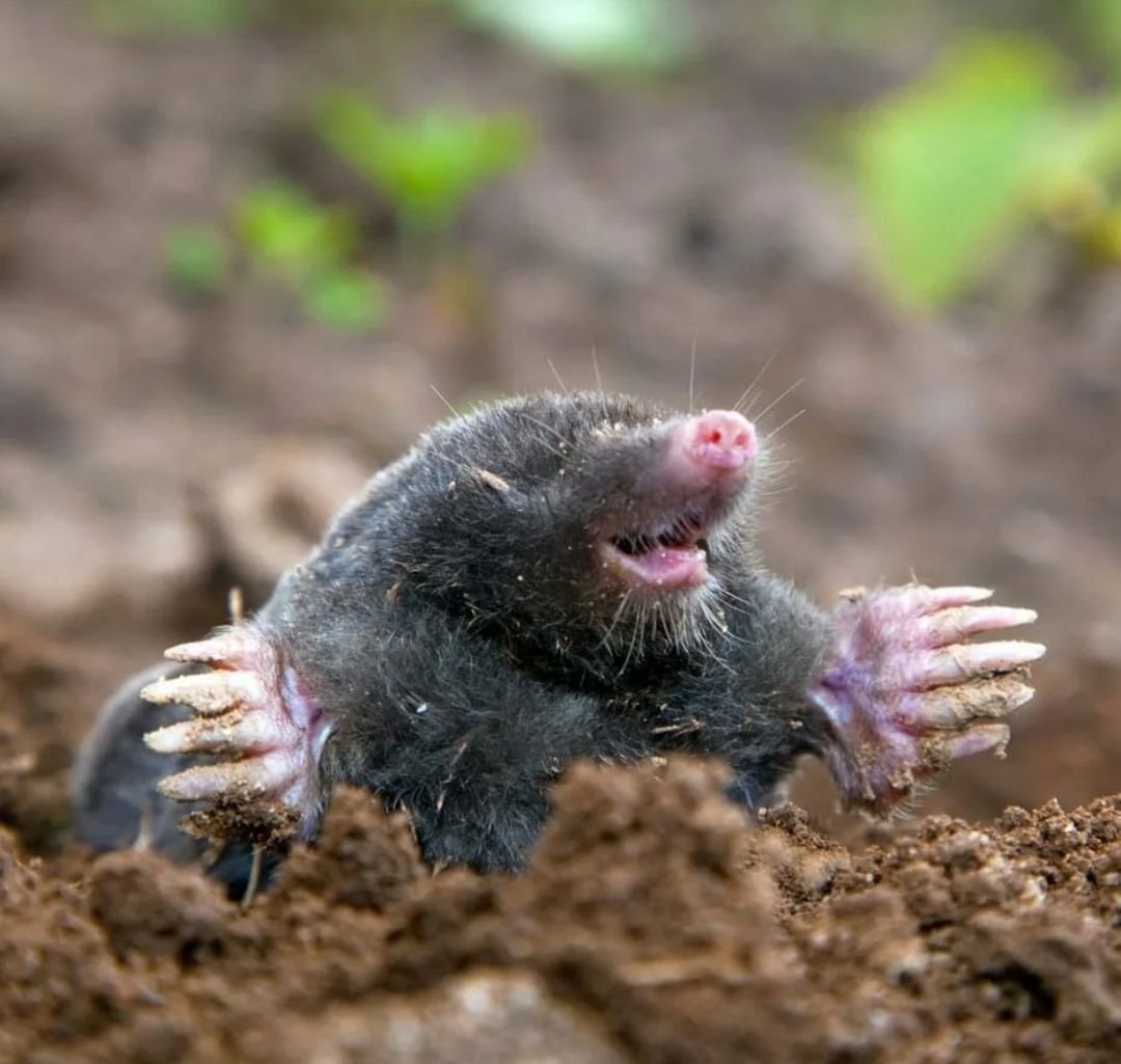 Мультик про крота чешский