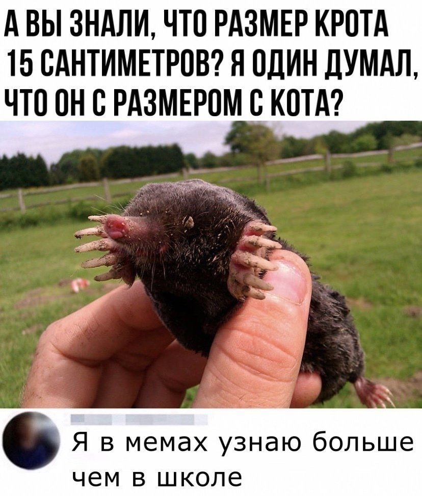 Крот прикол