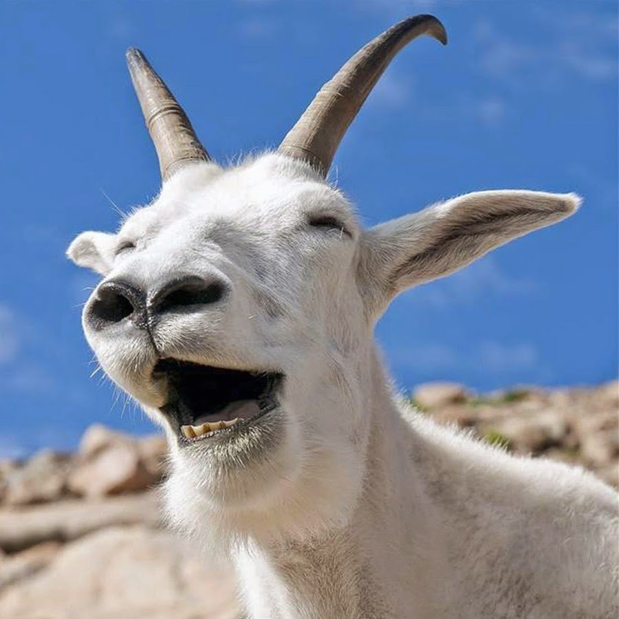 Черный козел