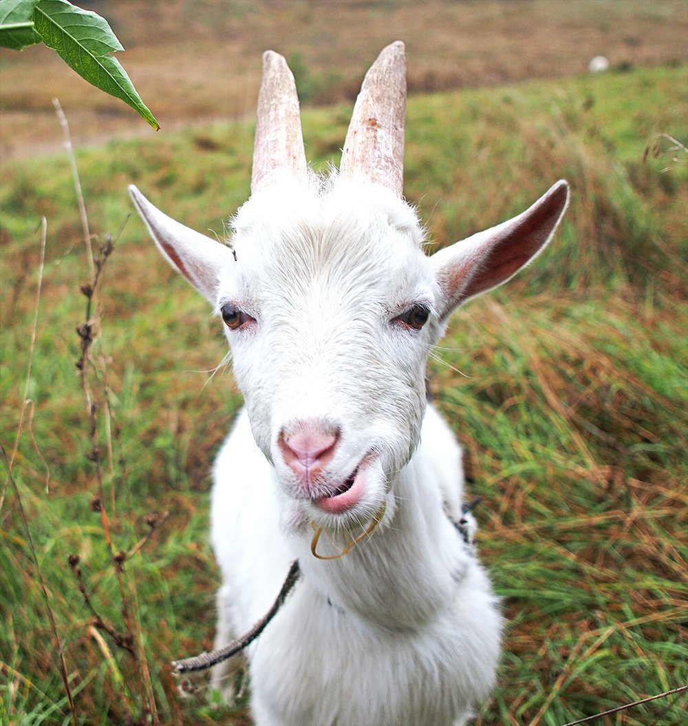 Лысый козел