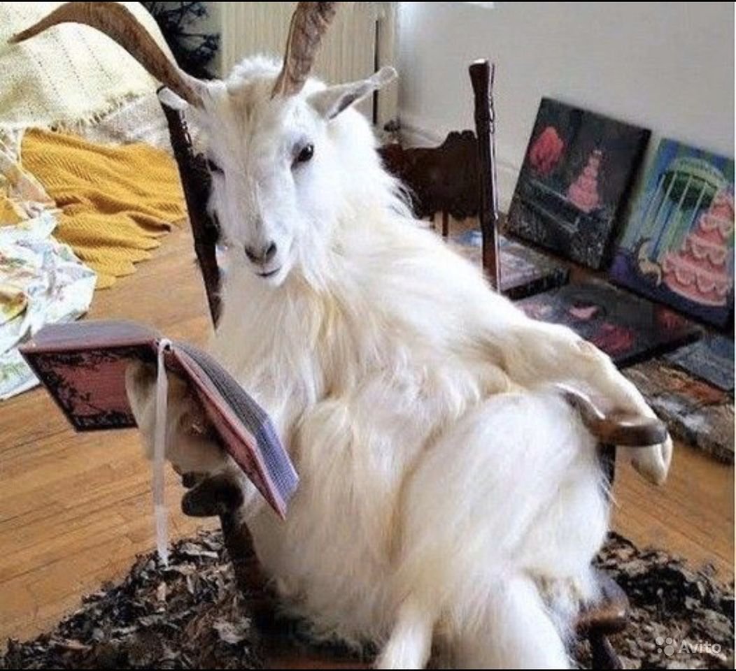 Козел жует траву