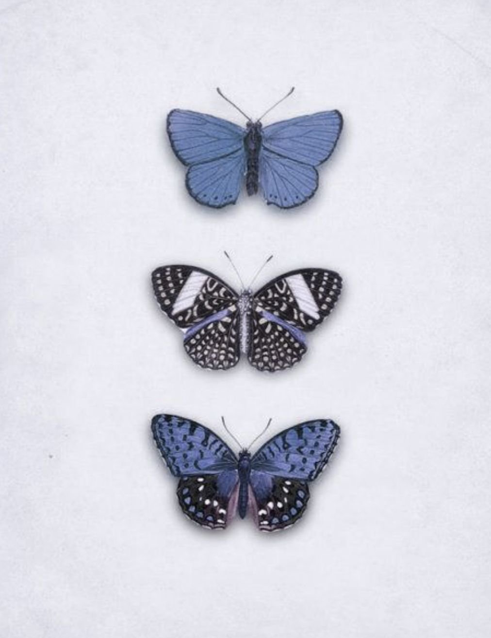 Бабочки Эстетика
