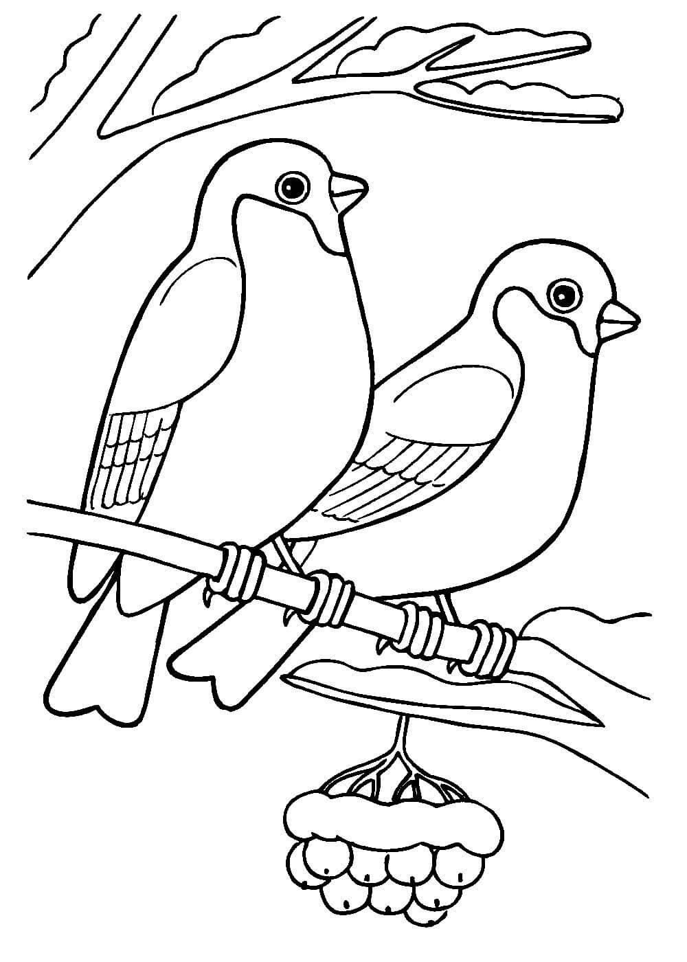 Снегирь на ветке раскраска