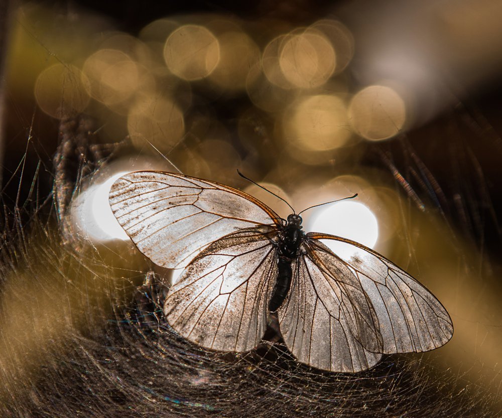 Мотылек Богонга