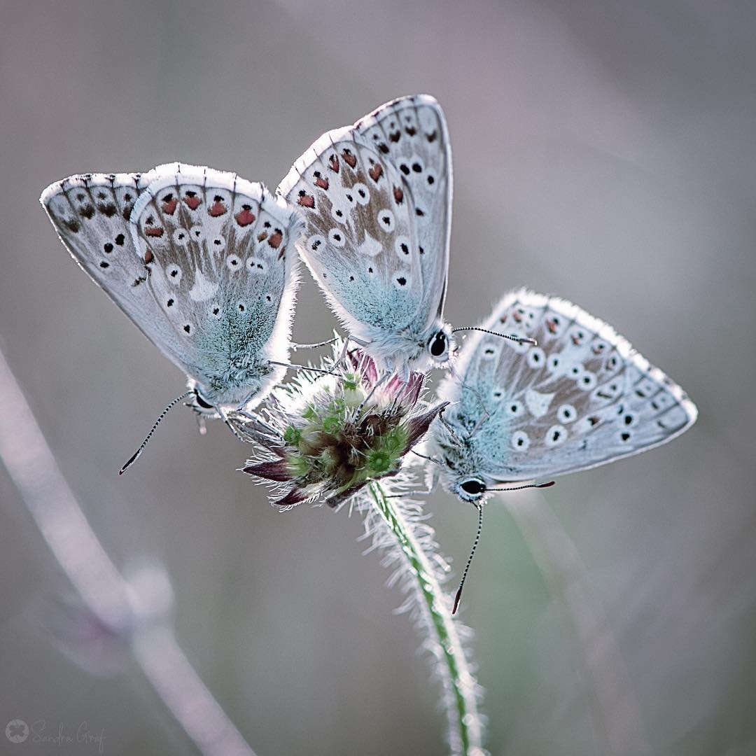 Бабочка белая