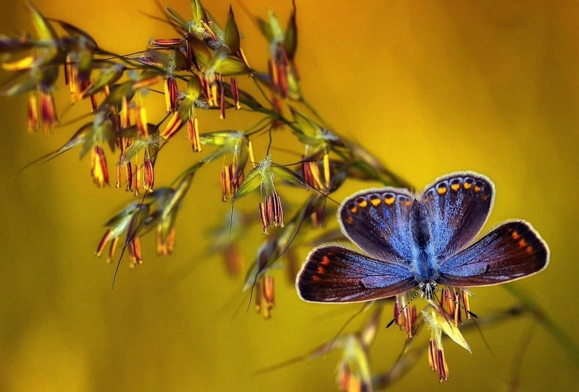 Бабочка Макросъемка