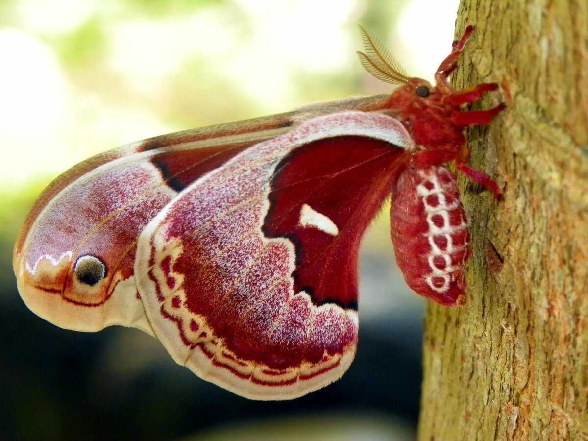 Бабочки эндемики Мадагаскара