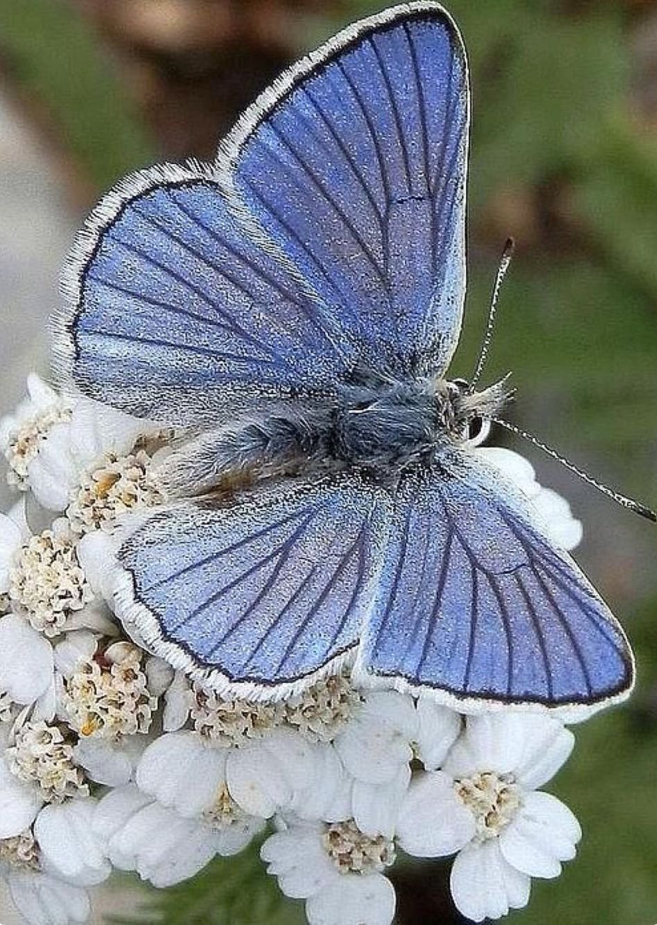 Бабочка капустница голубая