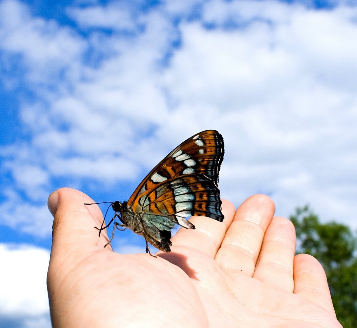 Бабочки летают