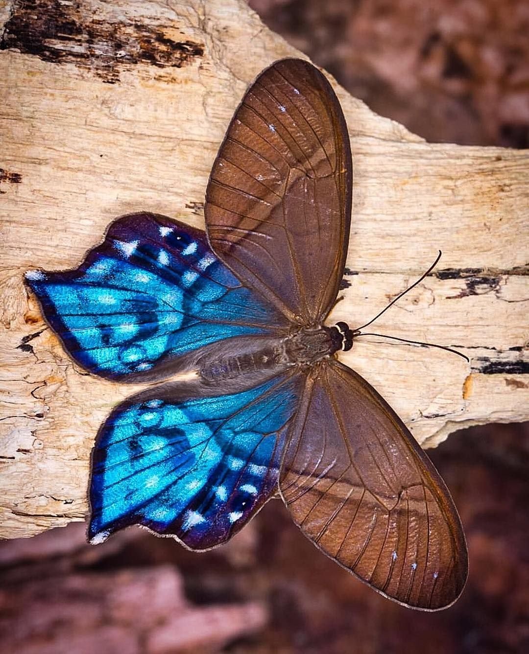 Редкие красивые бабочки