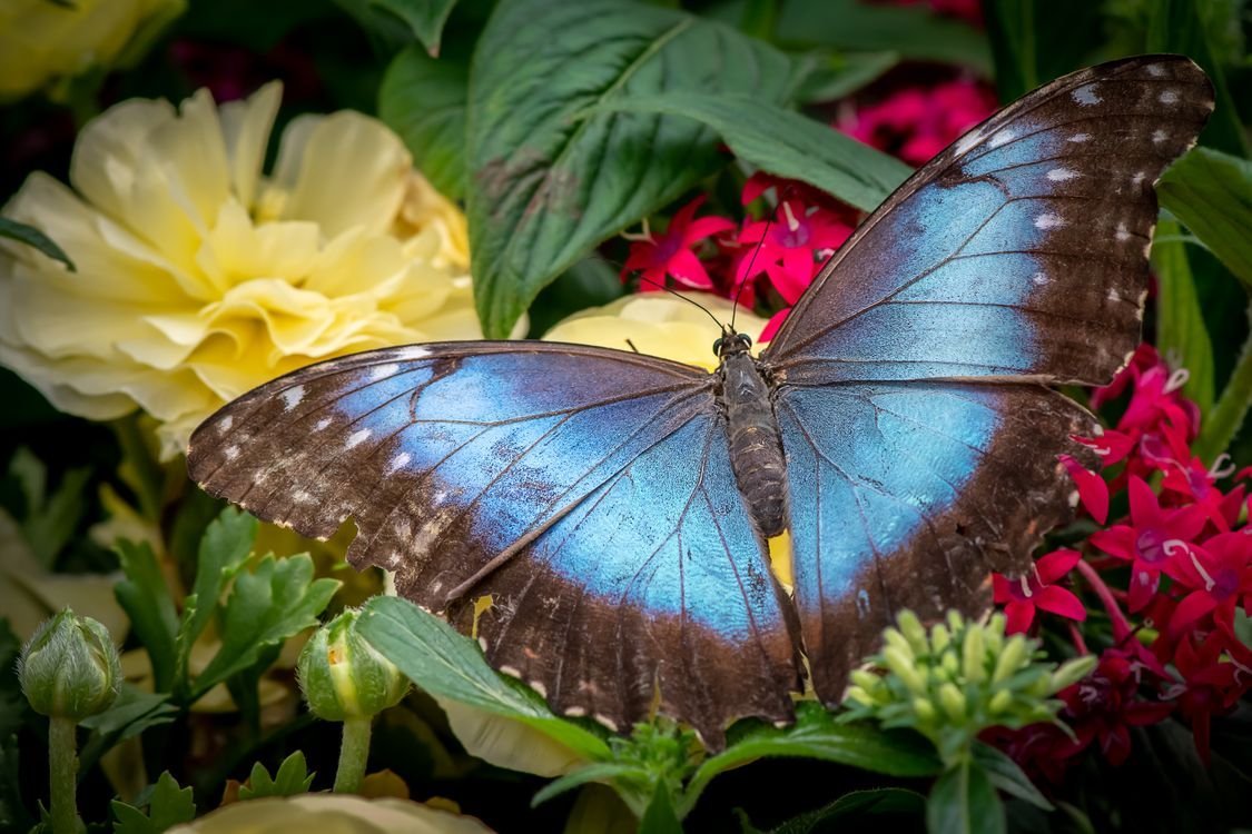 Тропические бабочки
