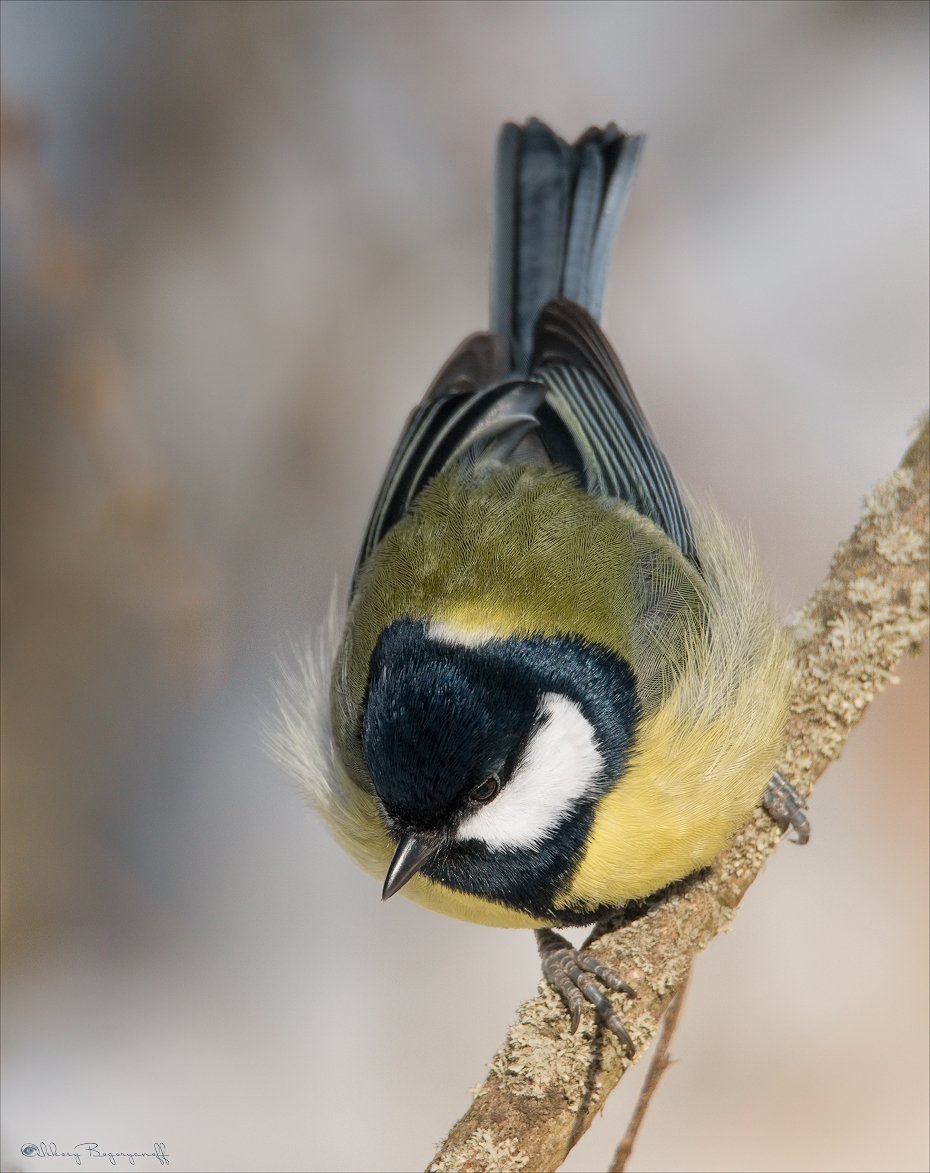 Синица самка