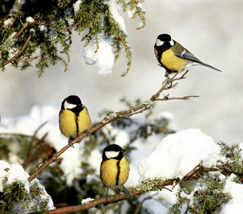 Зимующие птицы синица