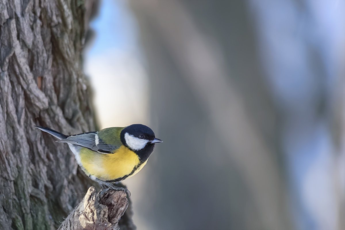 Птица летит