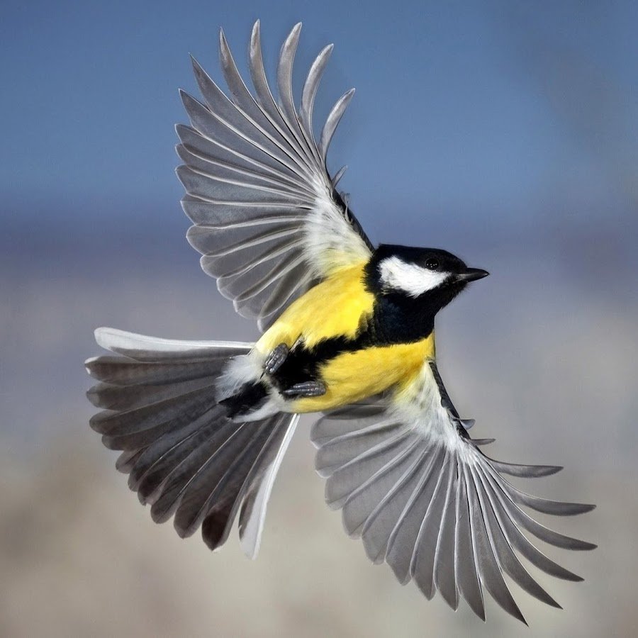 Лазоревка Верба Весна