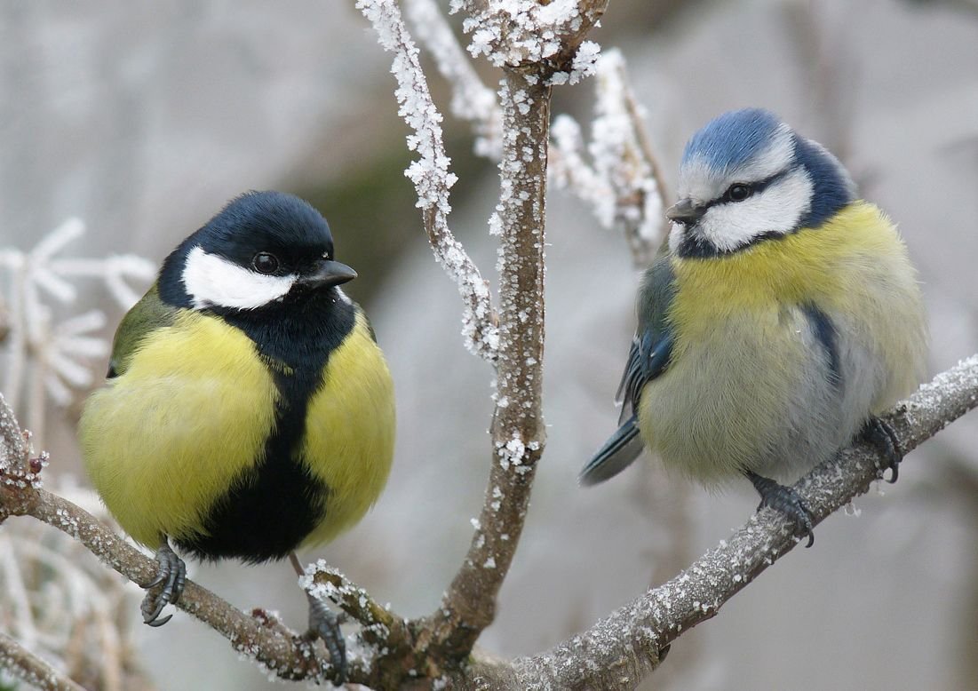 Синица анфас