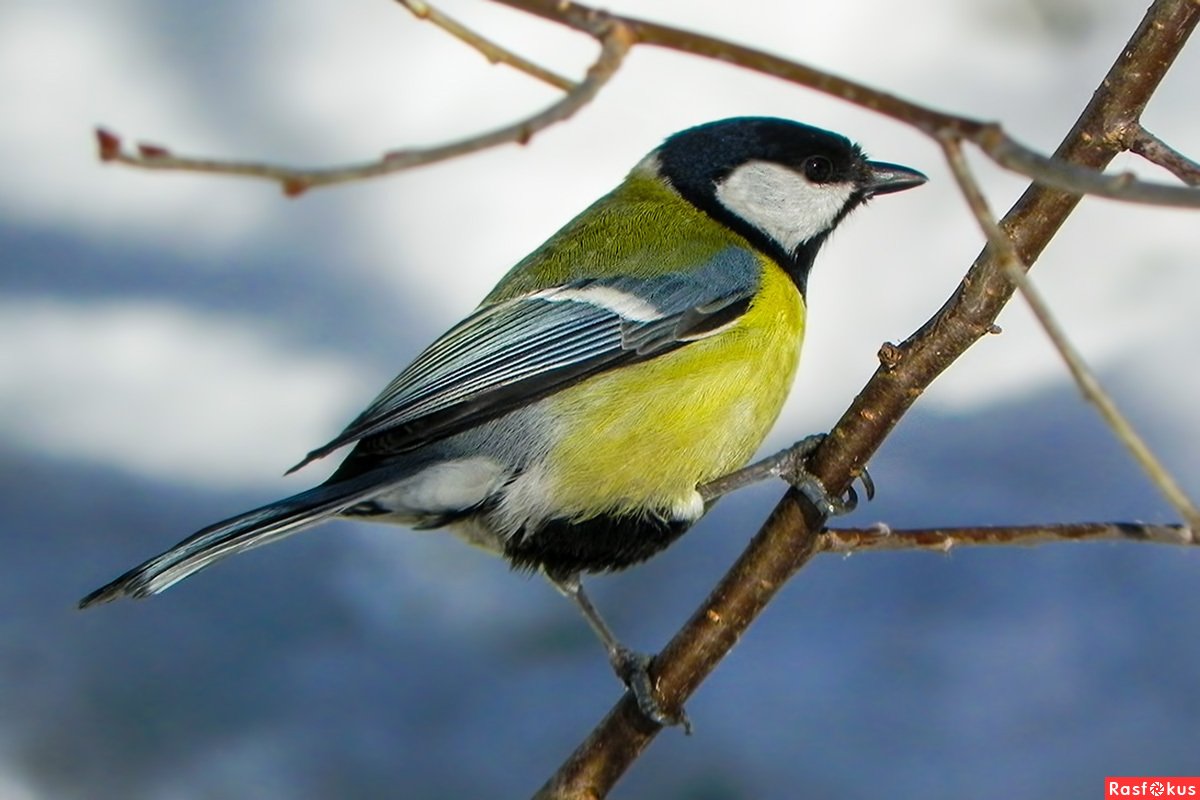 Синица Крымская