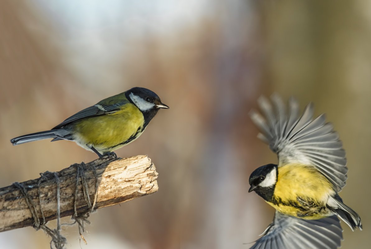 Обыкновенная лазоревка