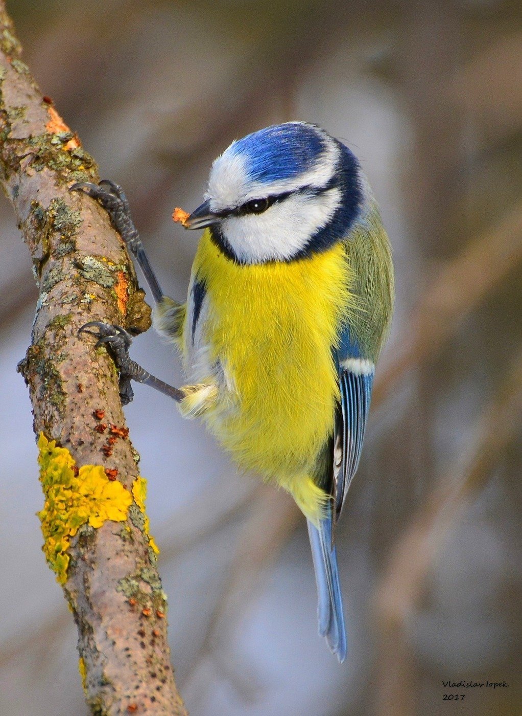 Синичка лазоревка