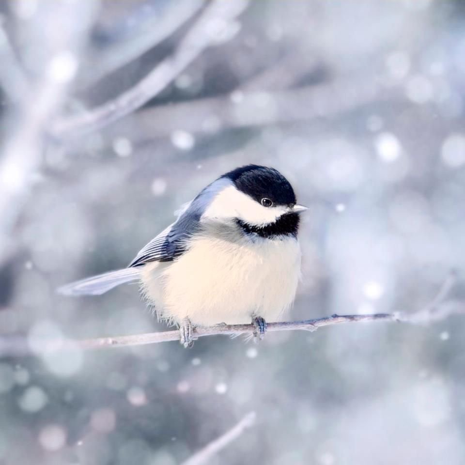 Картинки расписные синичка