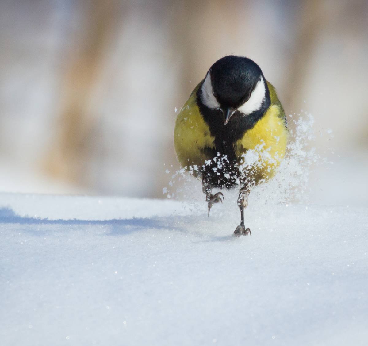 Большая синица фото птицы зимой