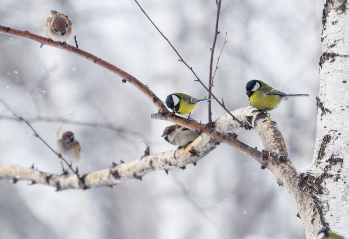 Зима природа синички