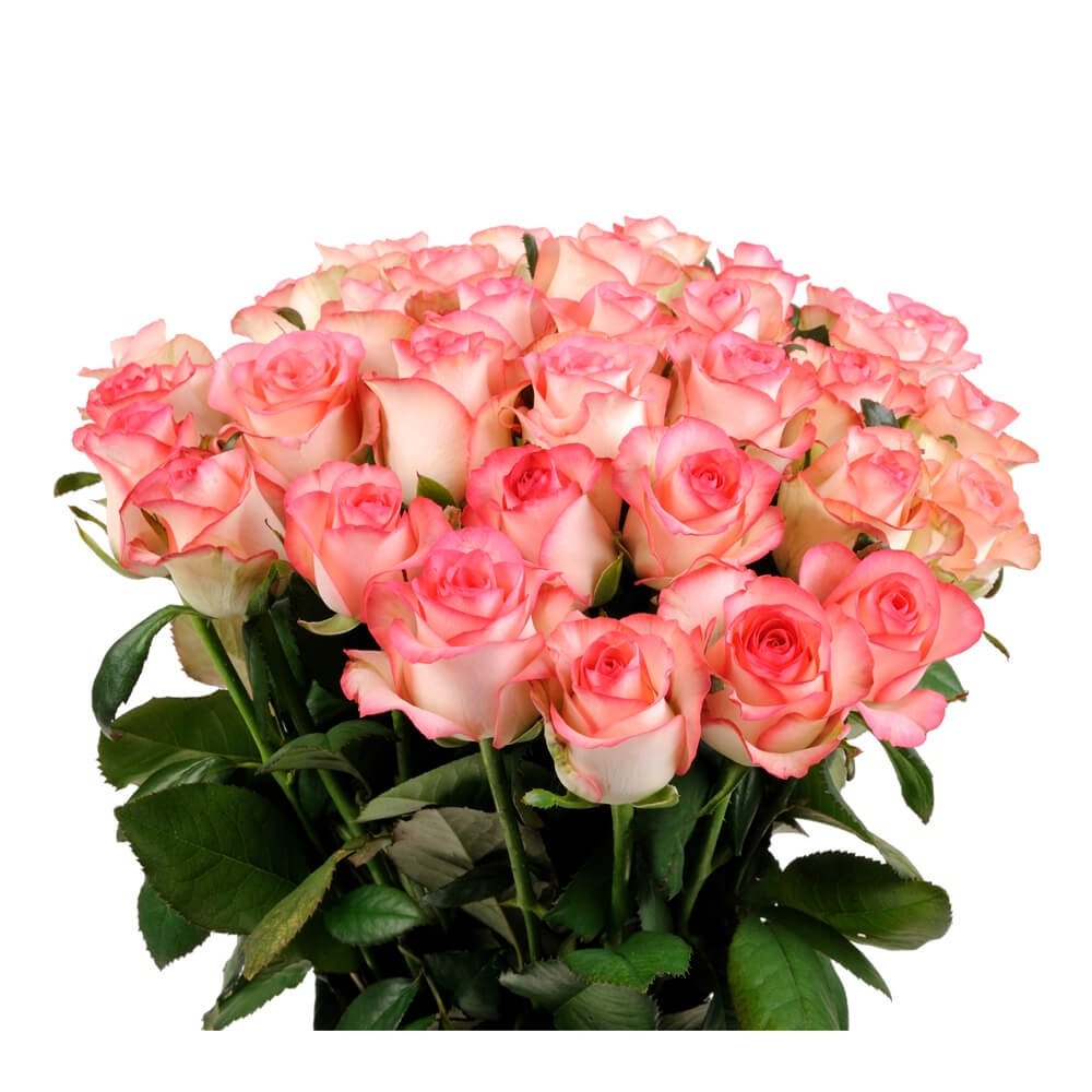 Роза Джумилия