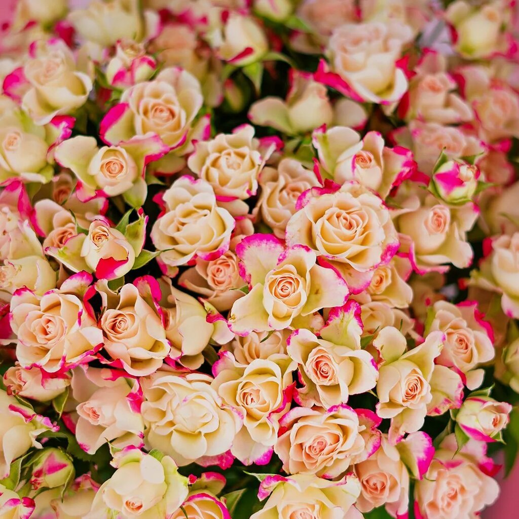 Роза кустовая Сансерре