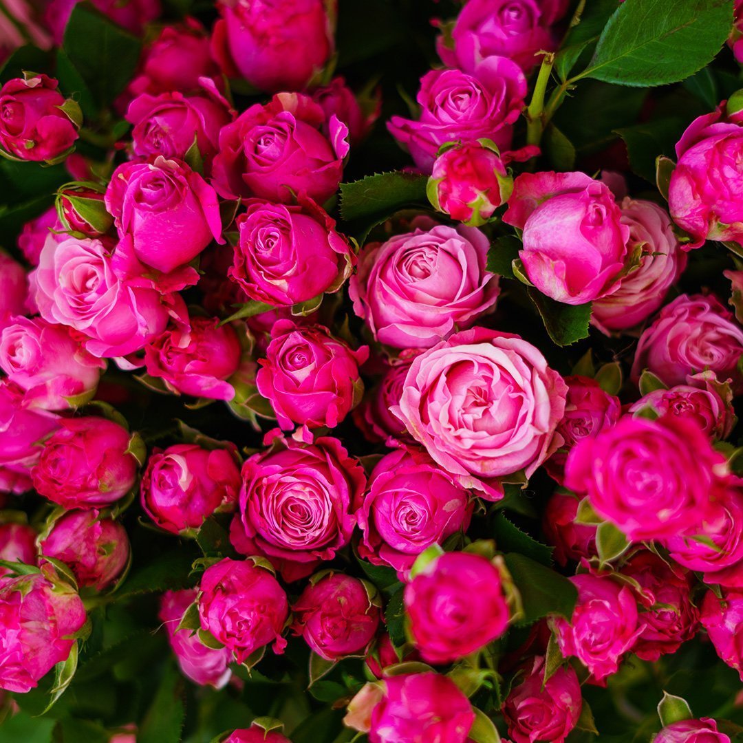 Роза кустовая эксклюзив сенсейшен