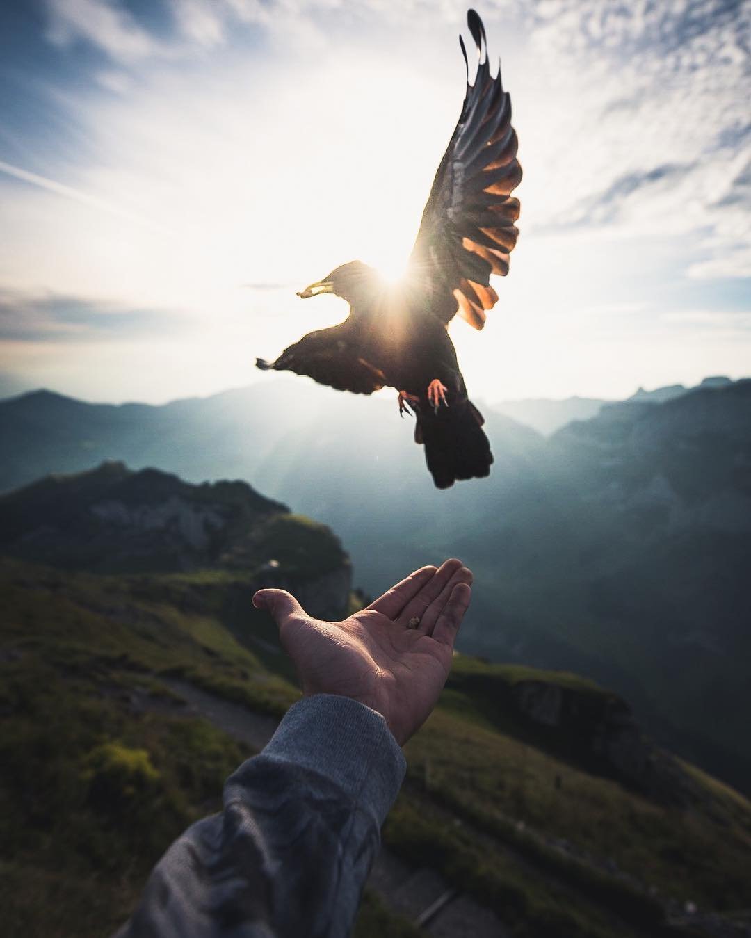 Свобода картинки