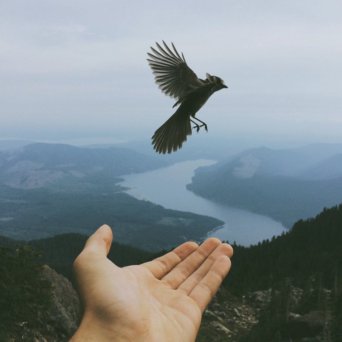 День свободного ветра в крыльях