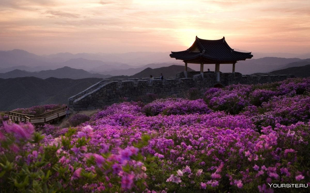 Природа в Корее Сеул