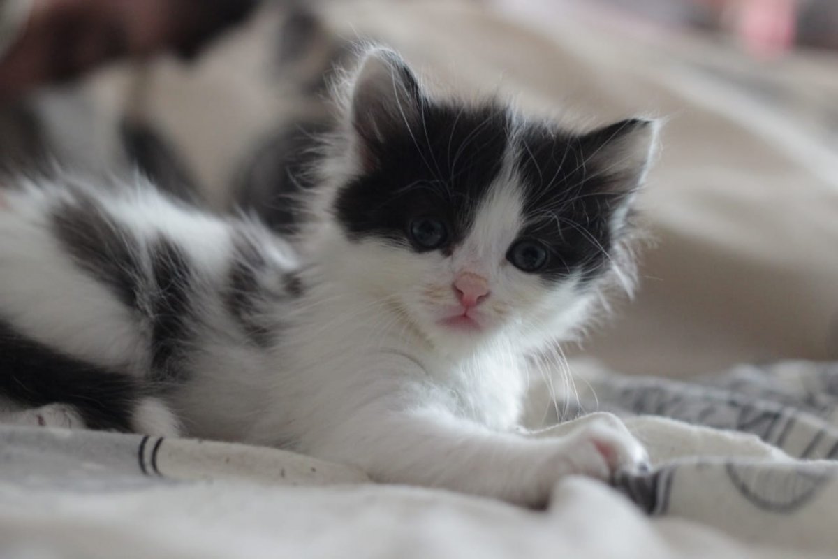 Норвежский Лесной черный котенок метис